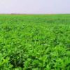 guar-farm