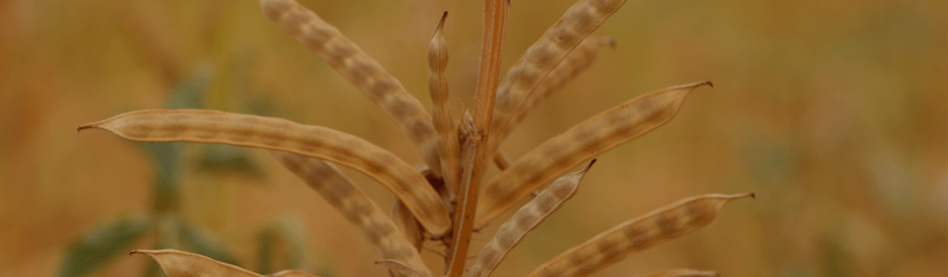 guar-krishi