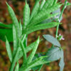 guar-plants